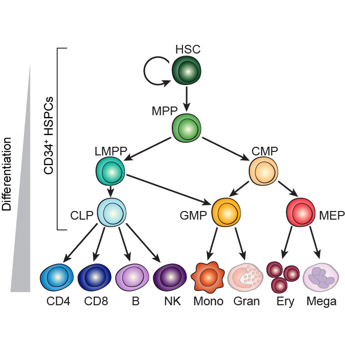 Lineage-specific and single cell chromatin accessibility charts human hematopoiesis and leukemia evolution