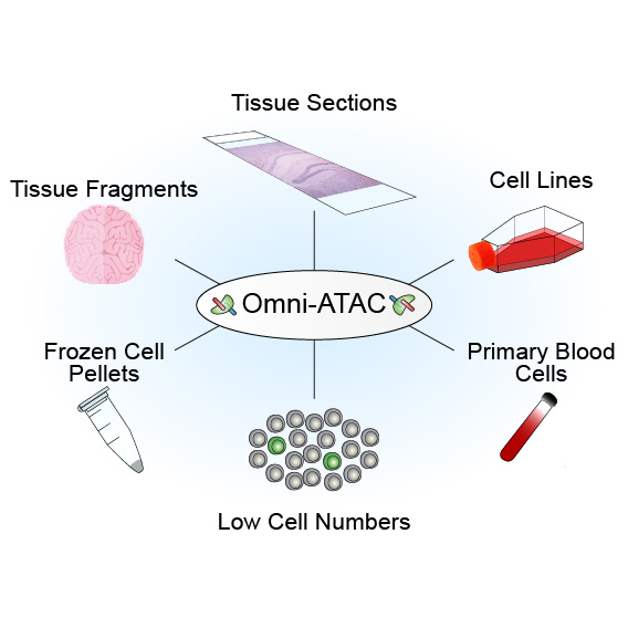 An improved ATAC-seq protocol reduces background and enables interrogation of frozen tissues