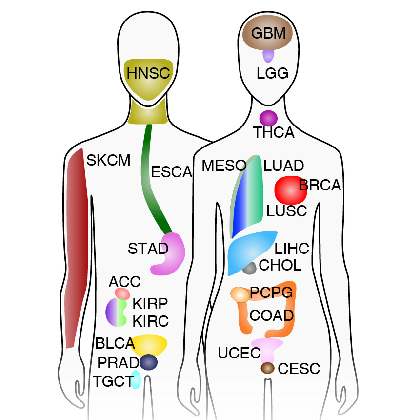 The chromatin accessibility landscape of primary human cancers