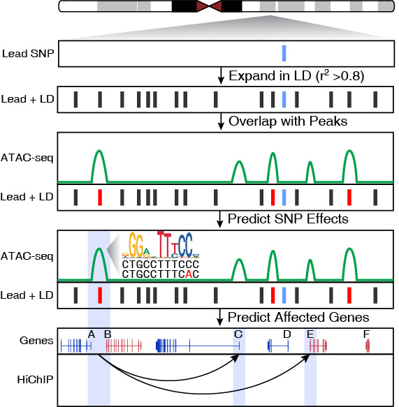 Inherited Variaion in AD