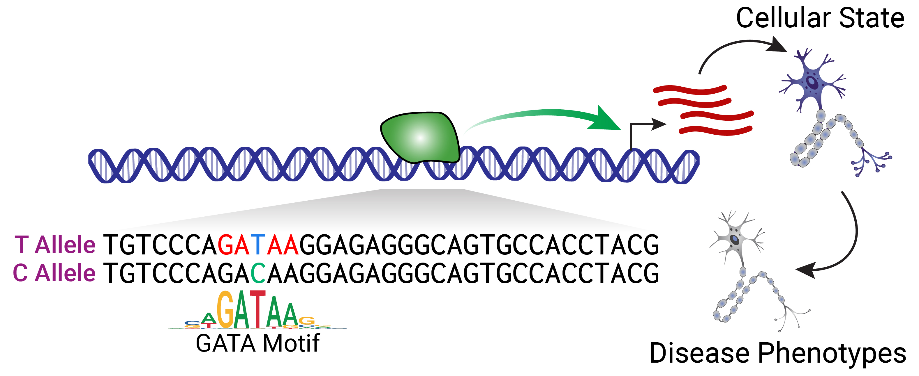 Noncoding variant effects