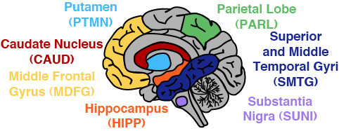 Human Brain scATAC-seq