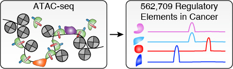 TCGA ATAC-seq